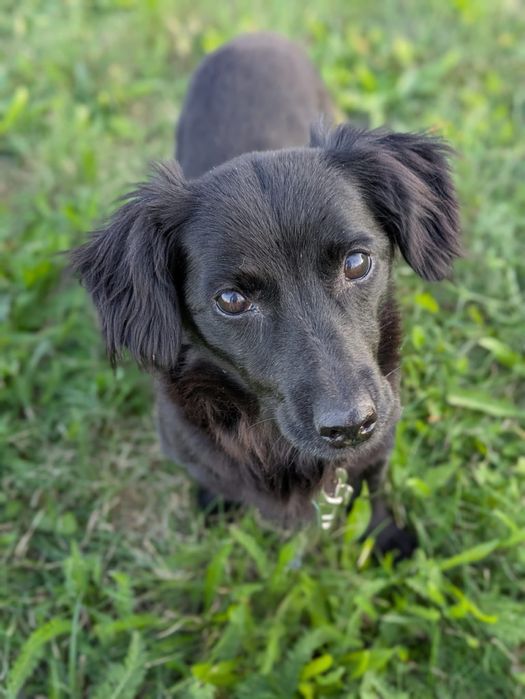 Mała czarna psinka Lilka szuka domu!