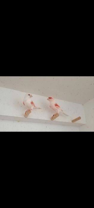 Canários Mosaico Vermelho Linha Fêmea