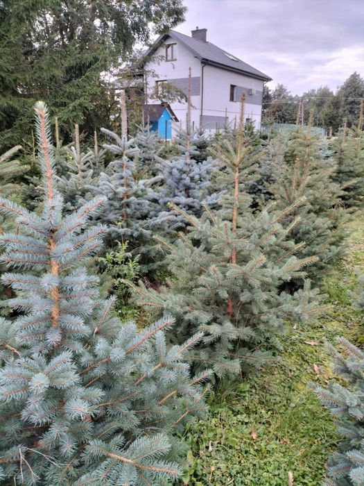 Świerki/jodły koreańskie w donicach