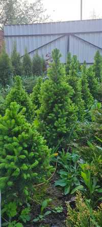 ялина канадська коніка (Picea glauca Conica)