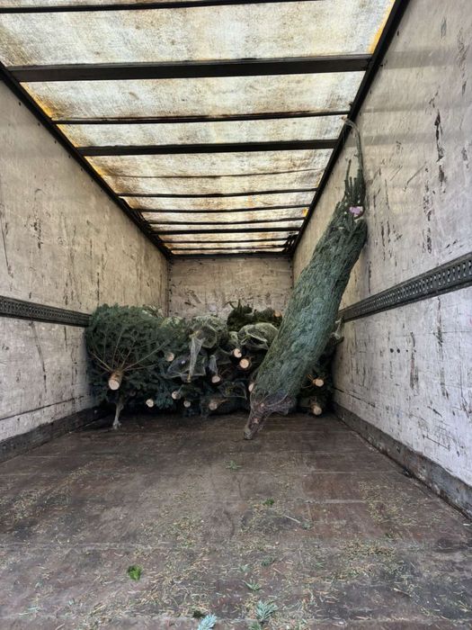 Ялинка жива новорічна наявності