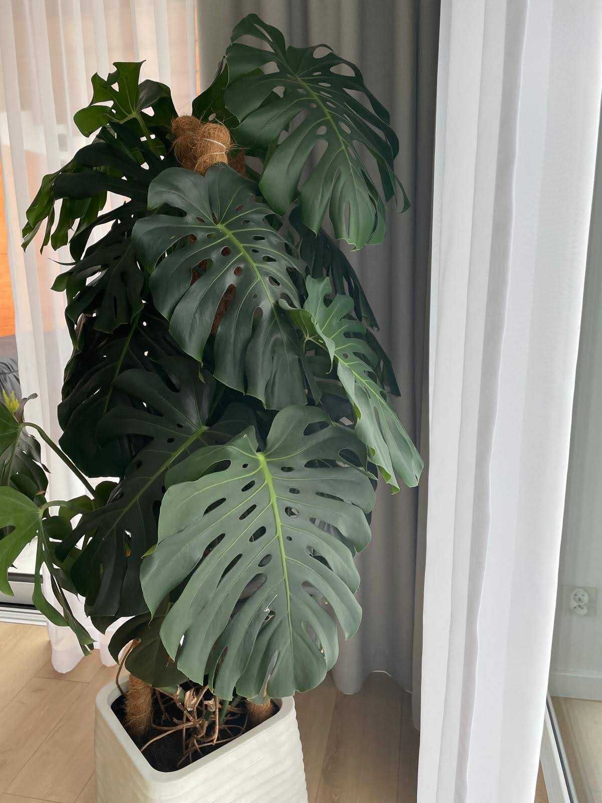 Monstera Duże Liście Gęsta Zdrowa Odżywiona
