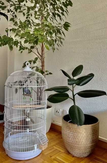 Duża Klatka dla Papug Woliera dla Ptaków dla Kanarka Okrągła NOWA