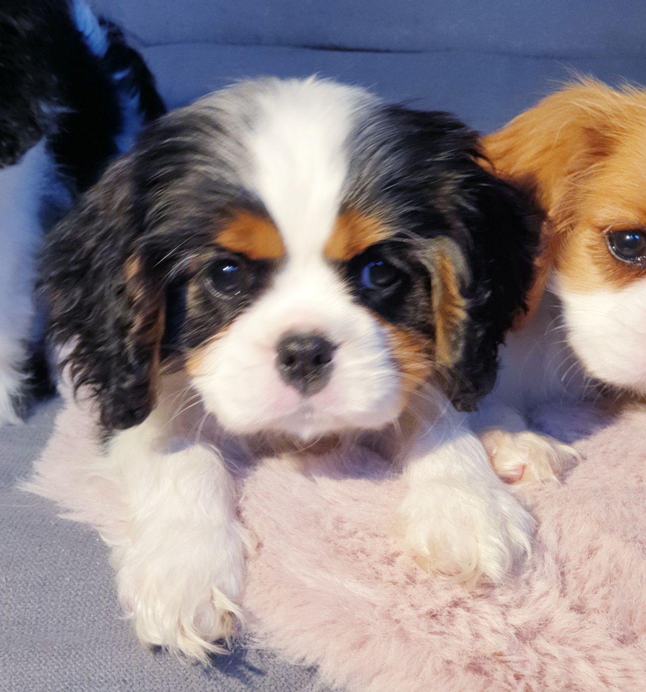 Cavalier King Charles Spaniel ZKwP FCI