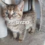 Piękny kocurek Dyzio do adopcji