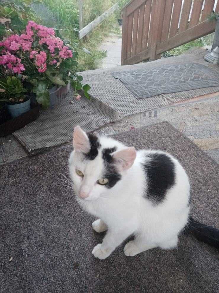 Młode ładne kotki, dwie wolnożyjące siostry 2-letnie, oddam do adopcji