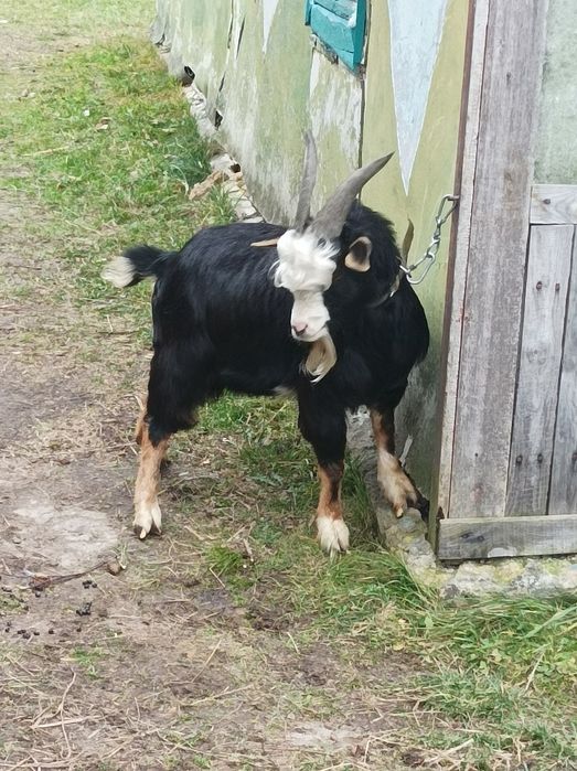 Камерунський Козел.Цап.