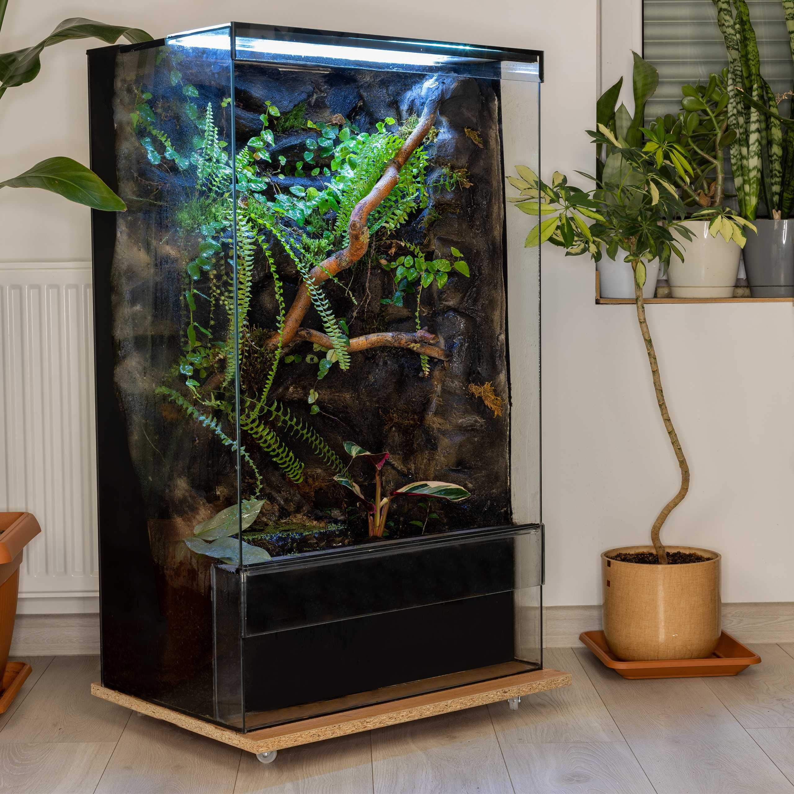 terrarium tropikalne 60x40x100 roślinne