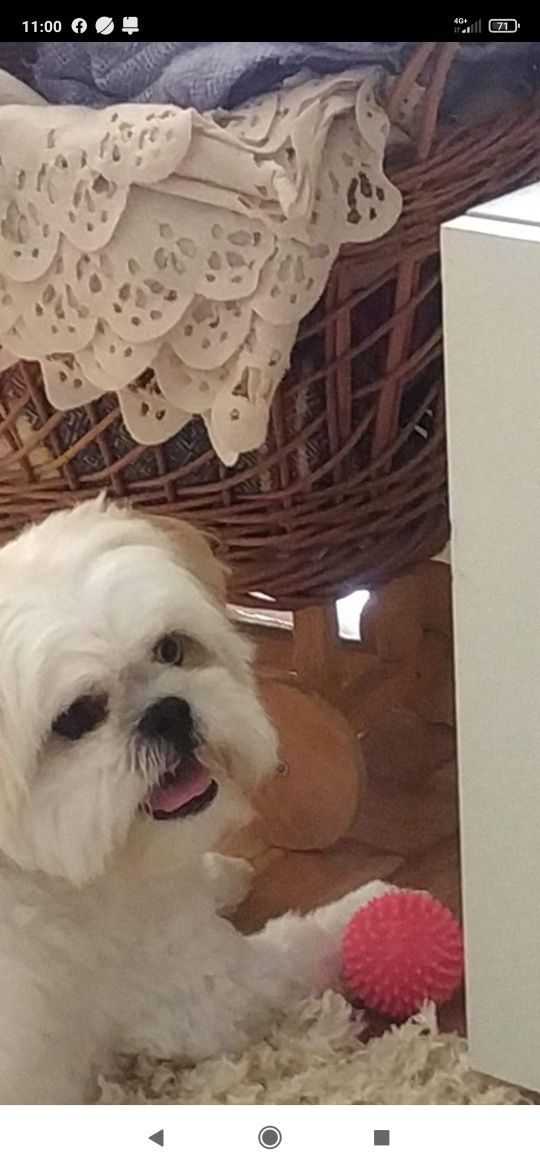 Ama de animais companhia