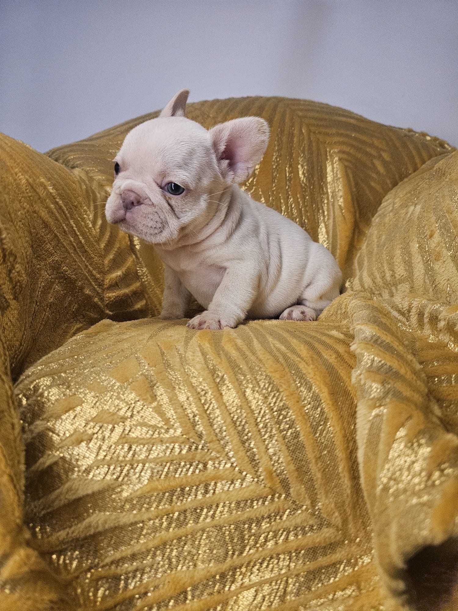 Bulldog francês platinum