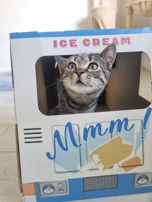 Dwa bure, młode kocurki do adopcji