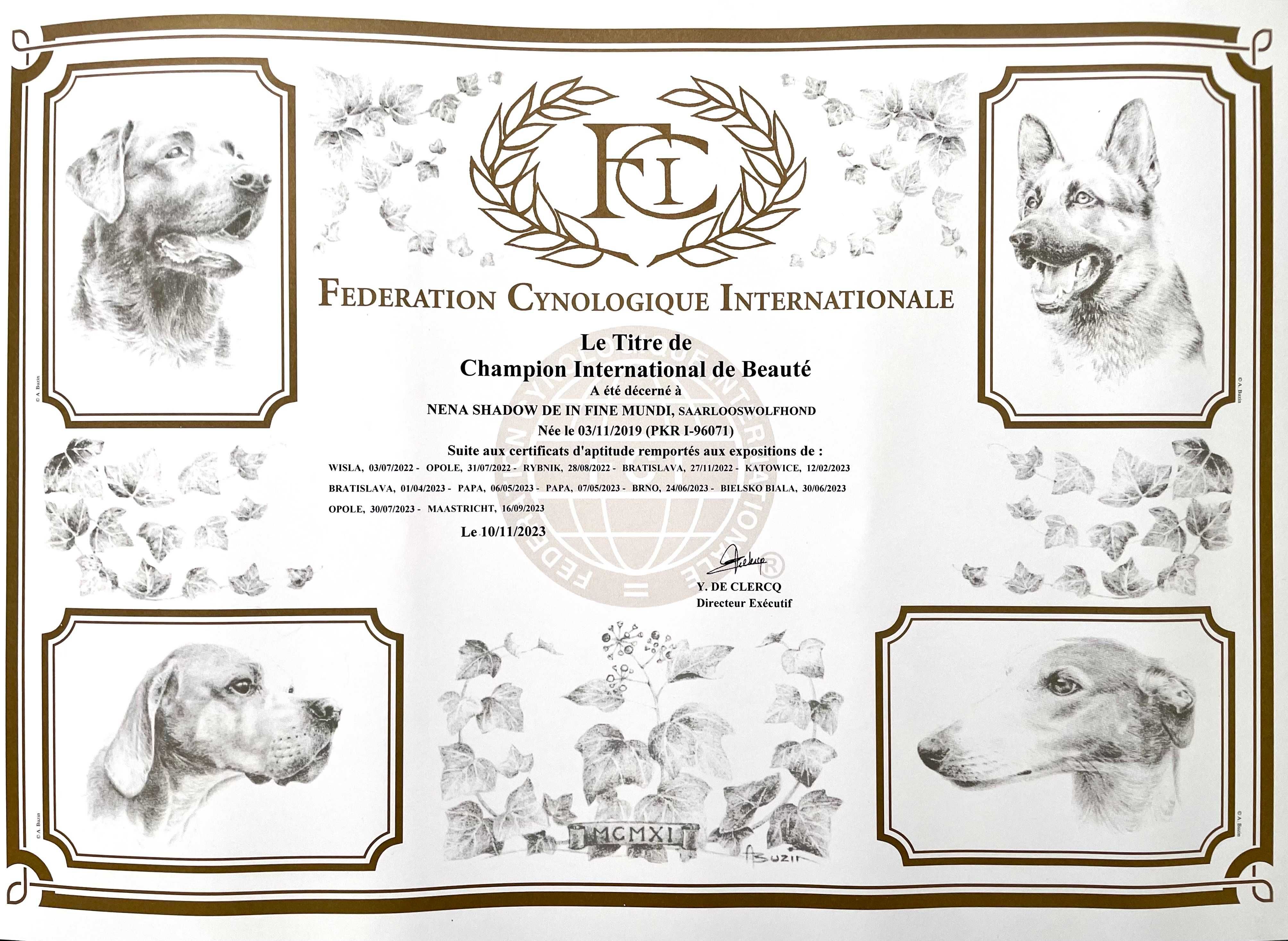 Wilczak Saarloosa - Saarlooswolfhond FCI - Wilczaki.pl