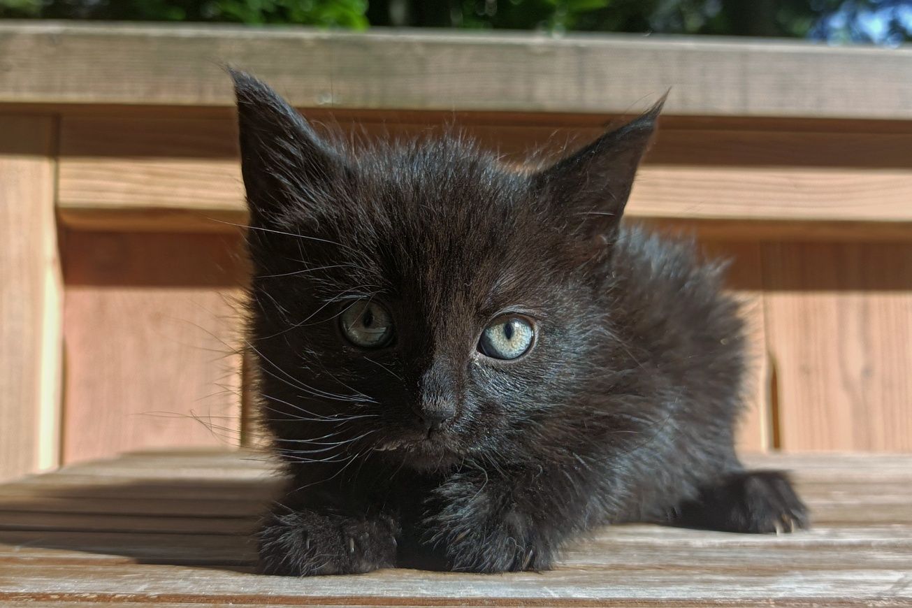 Cztery cudne dziewczyny do adopcji