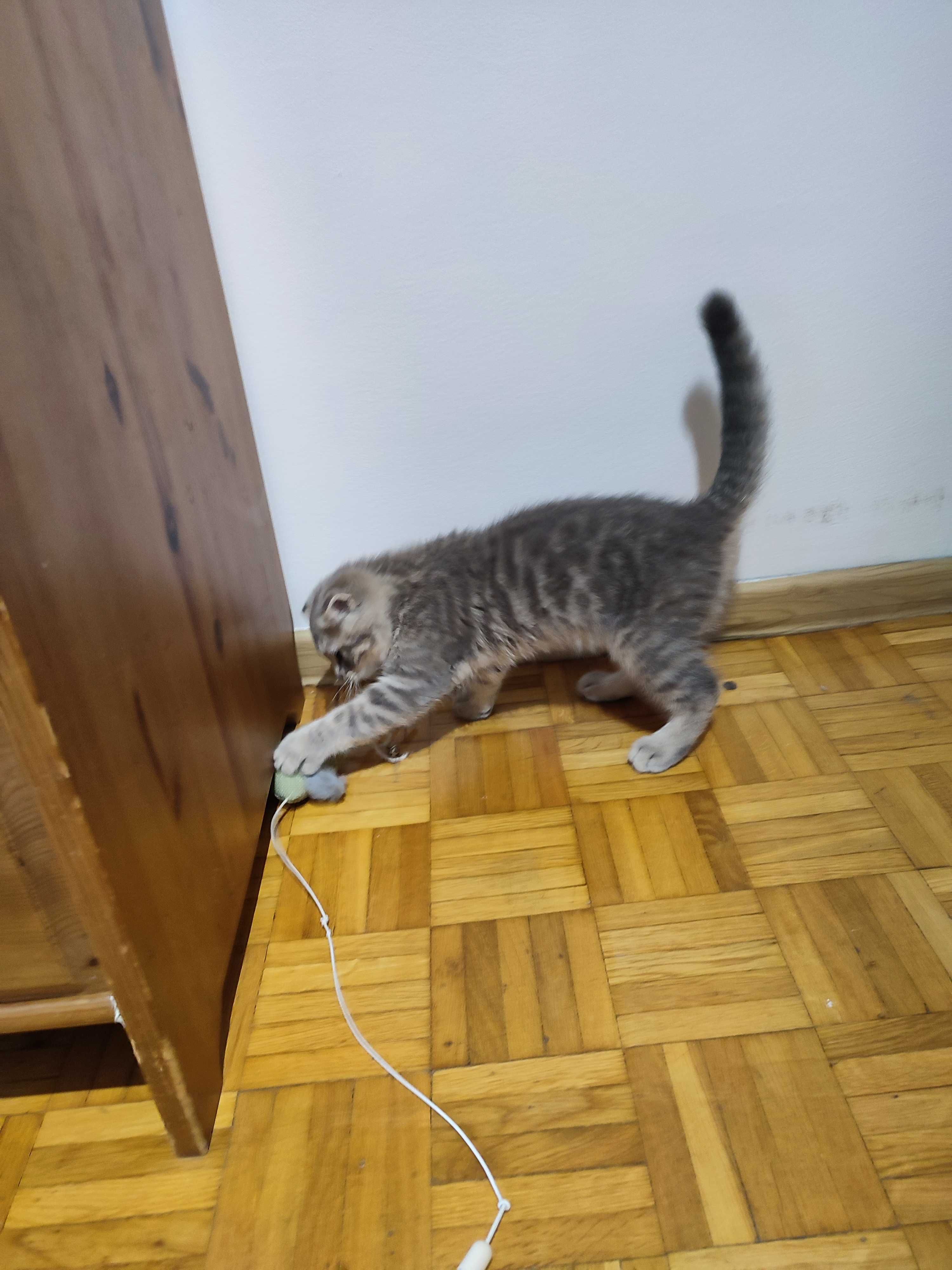 Małyj Szkot gotow do podboju Twojego serca!