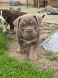 American Bully pocket