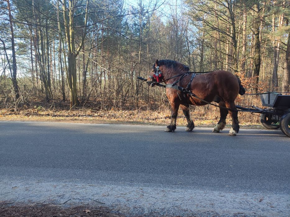 Sprzedam konia zimnokrwistego