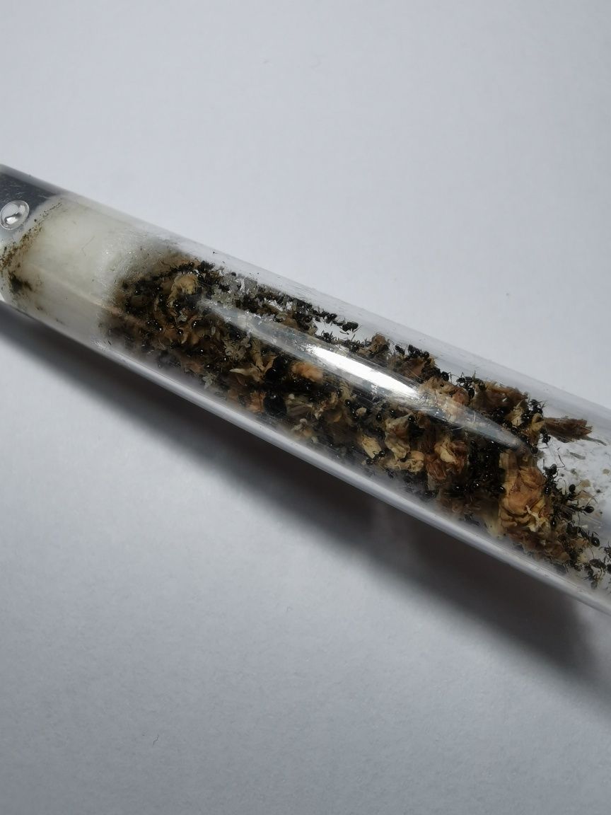 pheidole megacephala 2Q + 250w