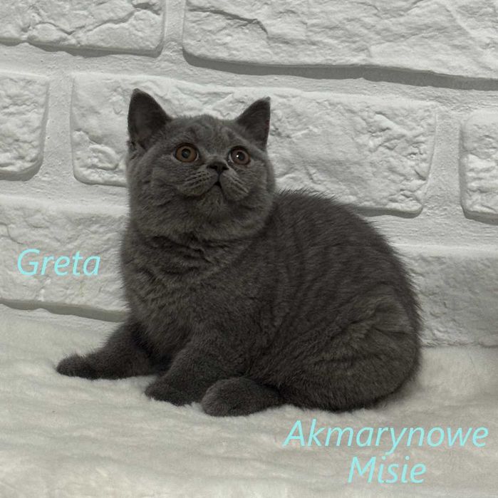 Kotka brytyjska niebieska z rodowodem FPL