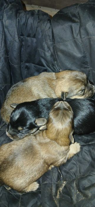 Карликові цуценята. НЕ ЧИСТОПОРОДНІ!!!