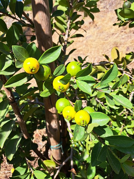 Venda terreno rustico 5,6 ha, com pinhal e árvores diversas