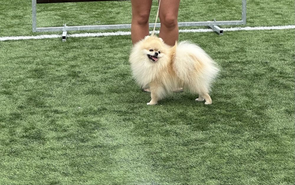 REPRODUKTOR szpic miniaturowy pomeranian fci