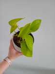 Epipremnum epi neon golden Photos  duza sadzonka nie monstera
