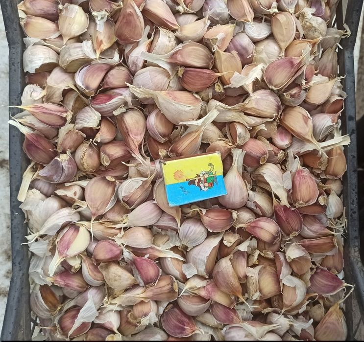 Продам гарний насіннєвий матеріал часник Любаша, також є на їжу
