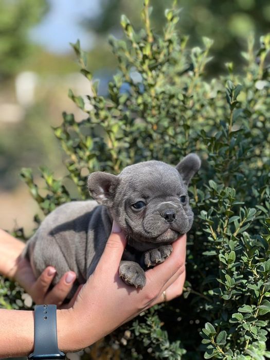 Французята девочки и мальчики  1.5 мес