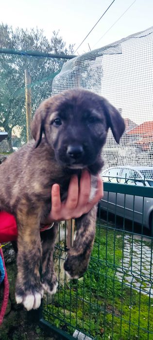 Cães de gado - mês e meio -Adoção urgente
