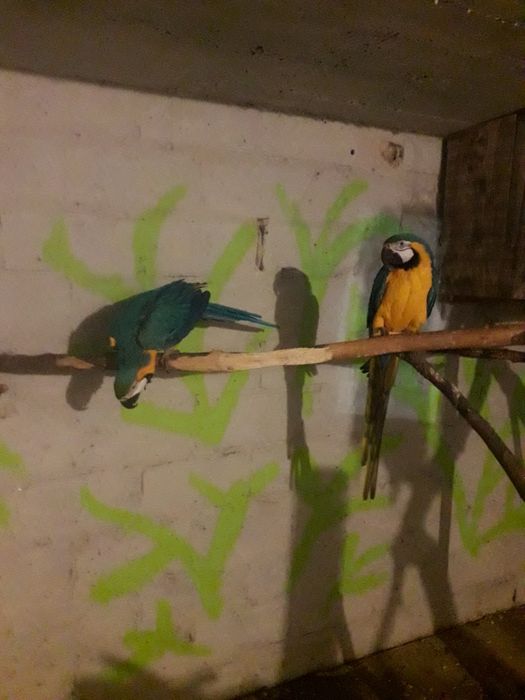 Ary ararauny sprzedam