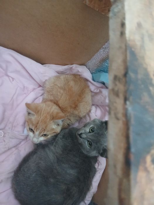 Прилаштовується кошенята