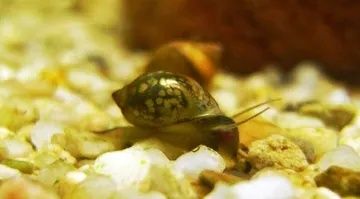 Caracóis Physas para limpeza de aquários