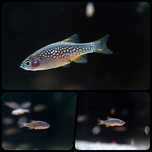 Danio margaritatus  - AQUASZOP