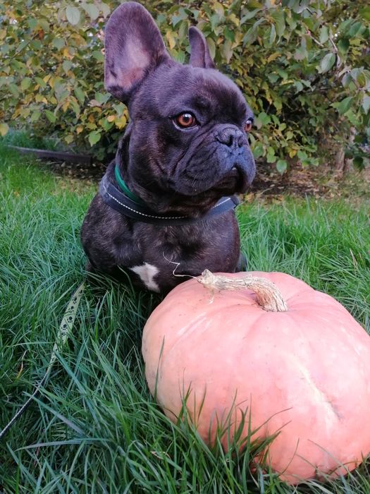 Французский бульдог КСУ вязка Киев!!!