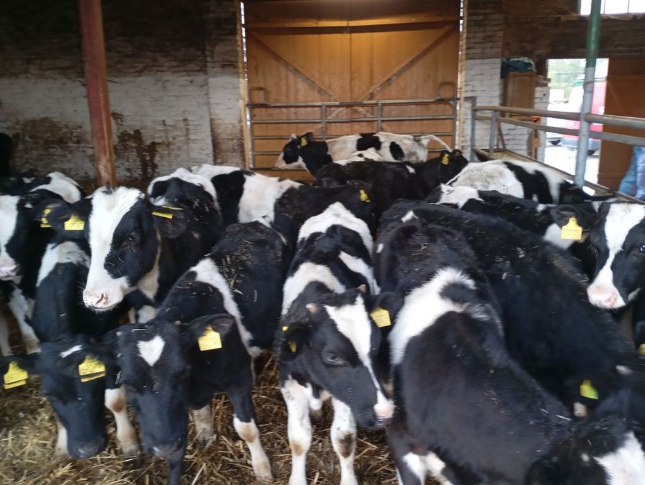 Starterki ncb byczki