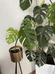 Monstera deliciosa variegata constellation