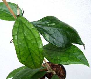 Hoya sp. (Germany) ukorzeniona , rosnąca , hoja różne gatunki