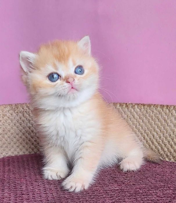 Британські Золоті шиншили дівчатка Іріс та Ізабель