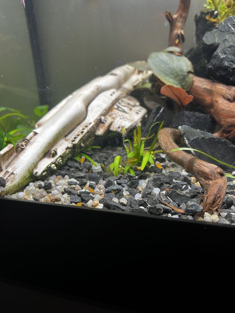 Glonojad albinos Ancitrus