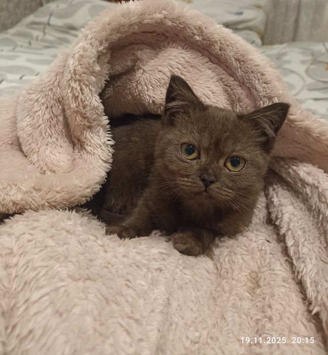 Шотландська дівчинка