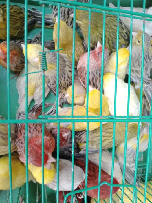 Vendo canários ágatas prontos a criar