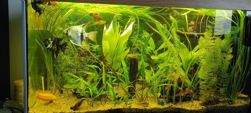 Oddam akwarium 112l czytaj opis rezerwacja