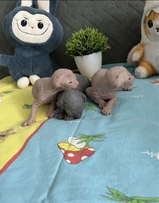 Канадочки девочки под бронь