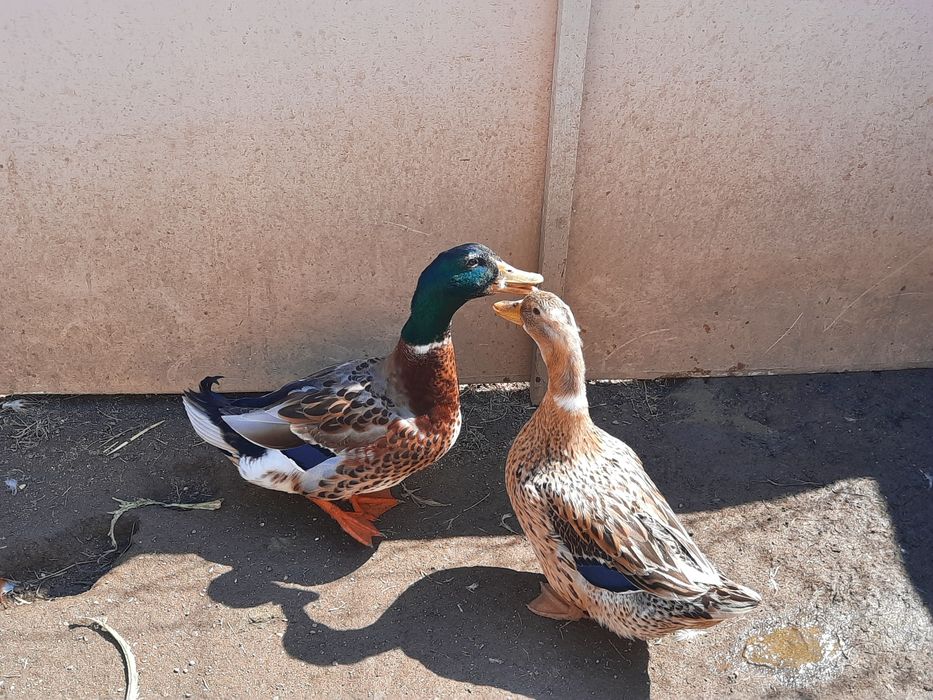 Casal Patos Rowen