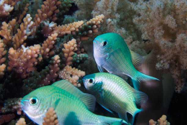 Chromis Viridis S/M Akwarium Morskie Wysyłka