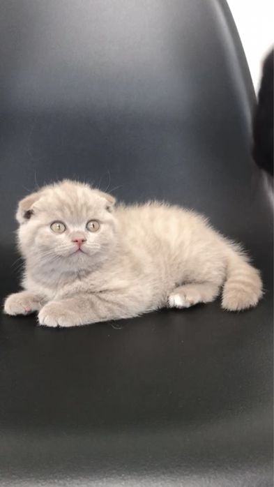 Шооландський котик