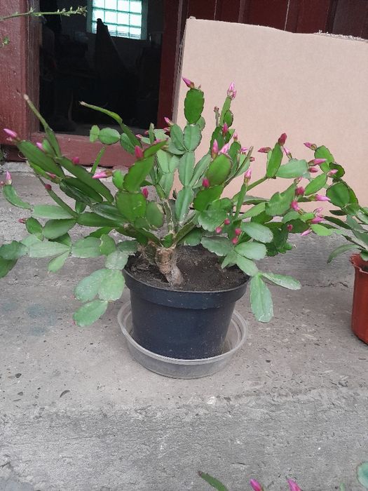 Різдвяник, пасхальник