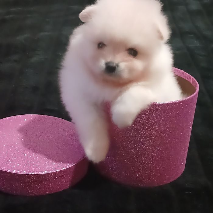 Щенки помернского шпица