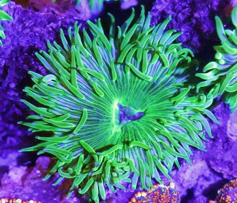 Green Implosion Palythoa Zielona Eksplozja  FLUOLAMPS.PL WYSYŁKI