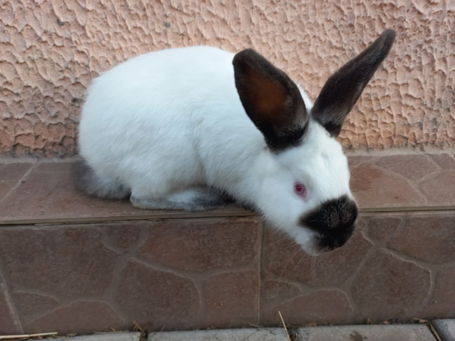 Кролики породи Каліфорнія